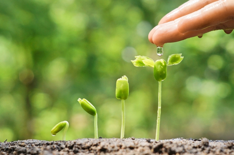 Plant breeders need to be aware of the complex rules surrounding breeding rights in Australia.